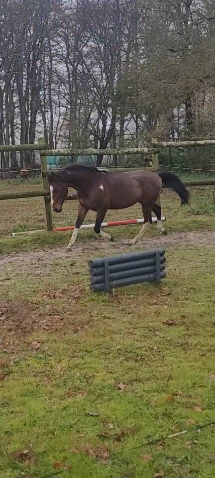 ADORABLE Entier SF de 2012