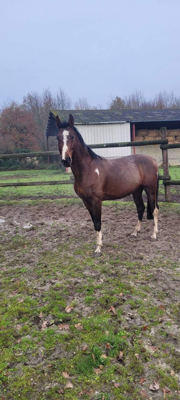 ADORABLE Entier SF de 2012