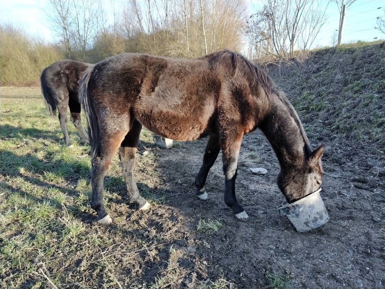 Jolie poulini&egrave;re 