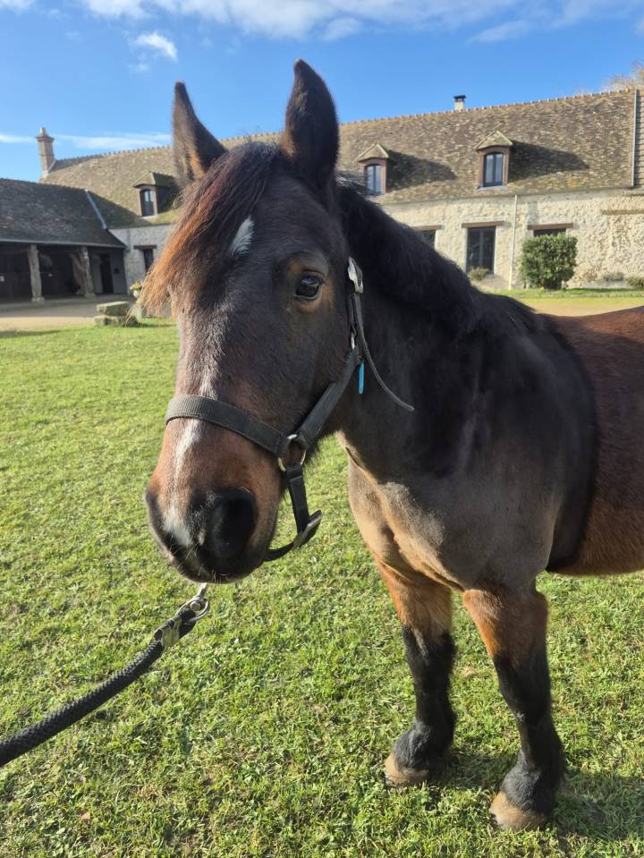 Poney d’école polyvalent
