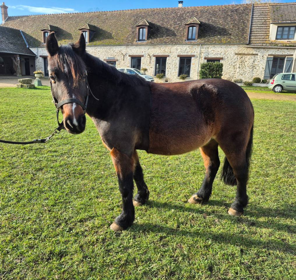 Poney d’école polyvalent