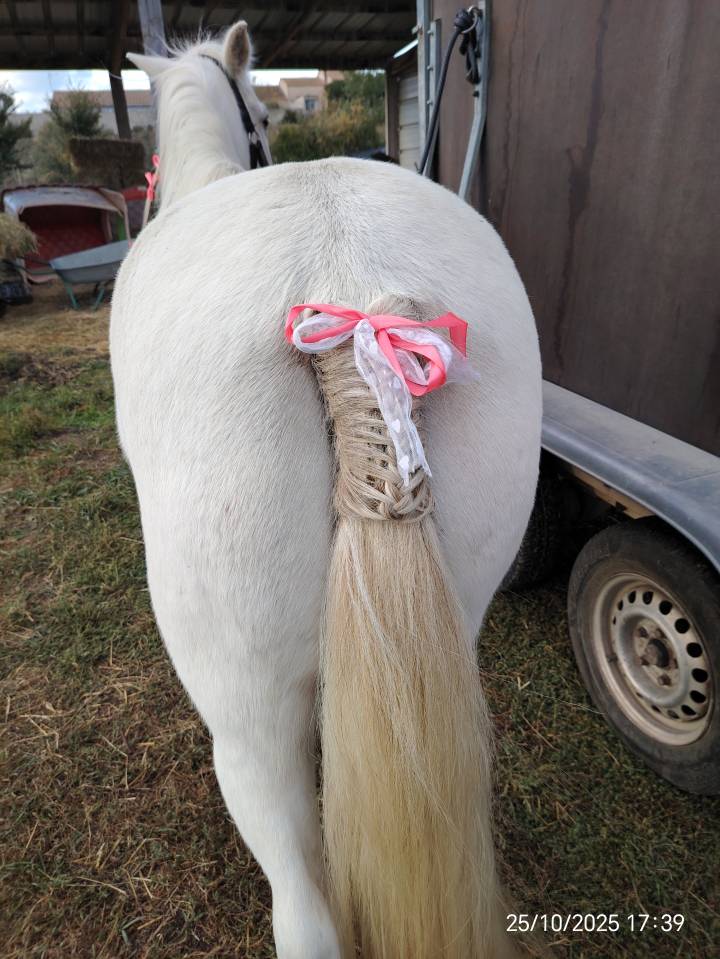 Jolie petite jument oc camargue 