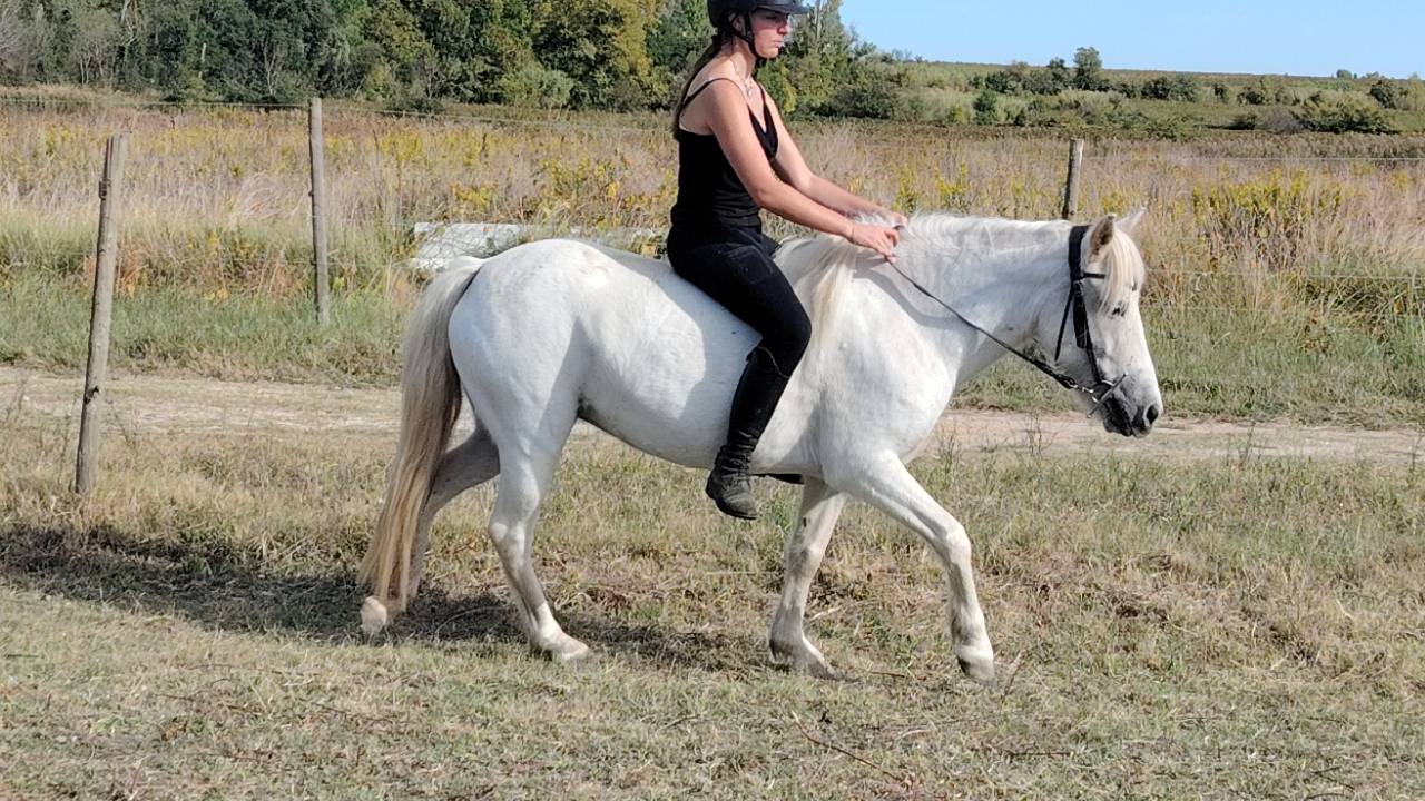 Jolie petite jument oc camargue 