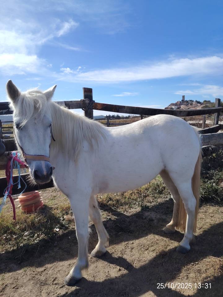 Jolie petite jument oc camargue 