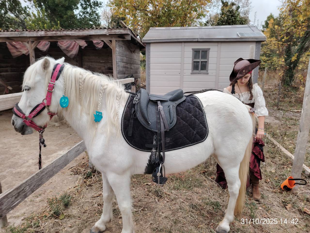 Jolie petite jument oc camargue 