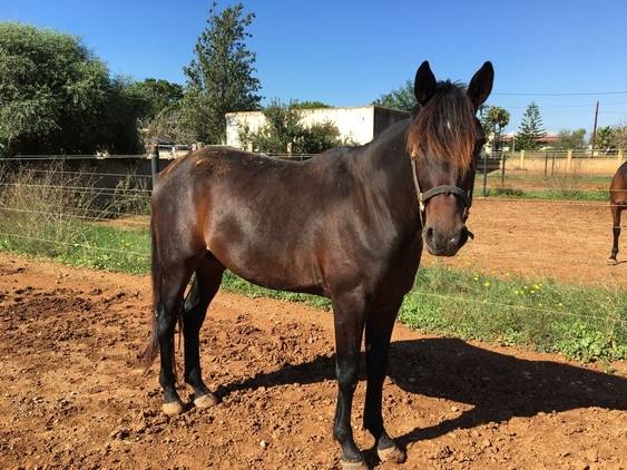 Hongre Trotteur Français