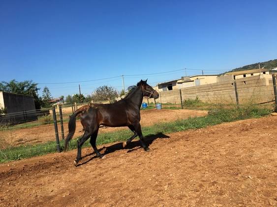 Hongre Trotteur Français