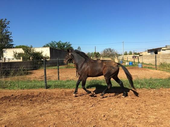 Hongre Trotteur Français