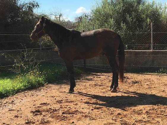 Hongre Trotteur Français