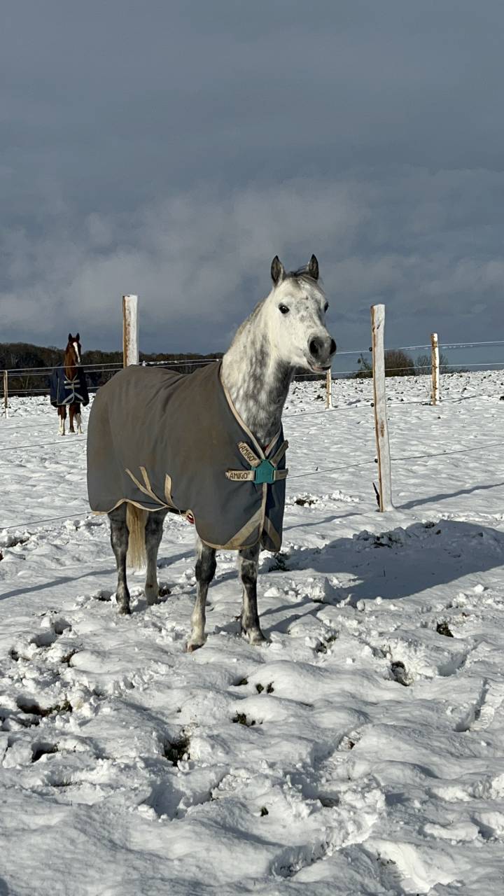 vend poney D origine OC