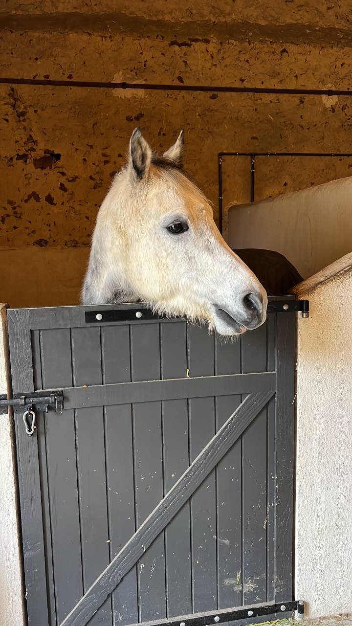 vend poney D origine OC