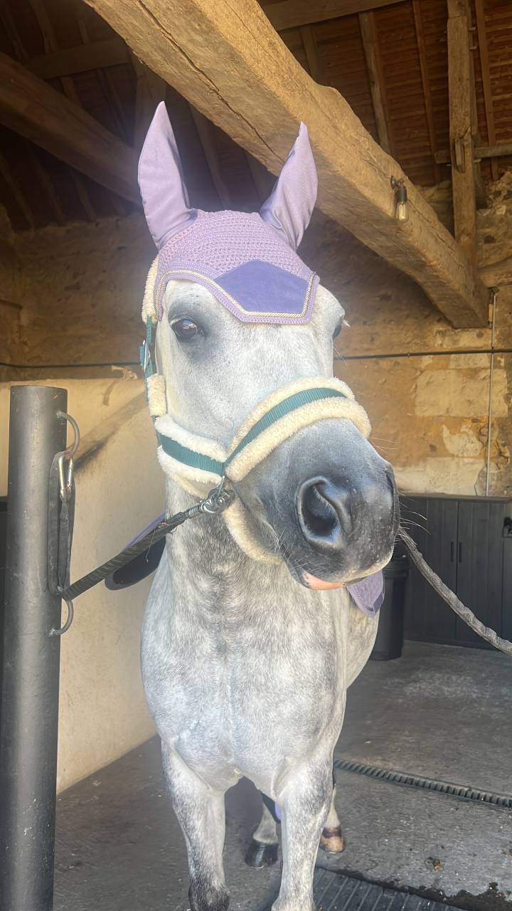 vend poney D origine OC