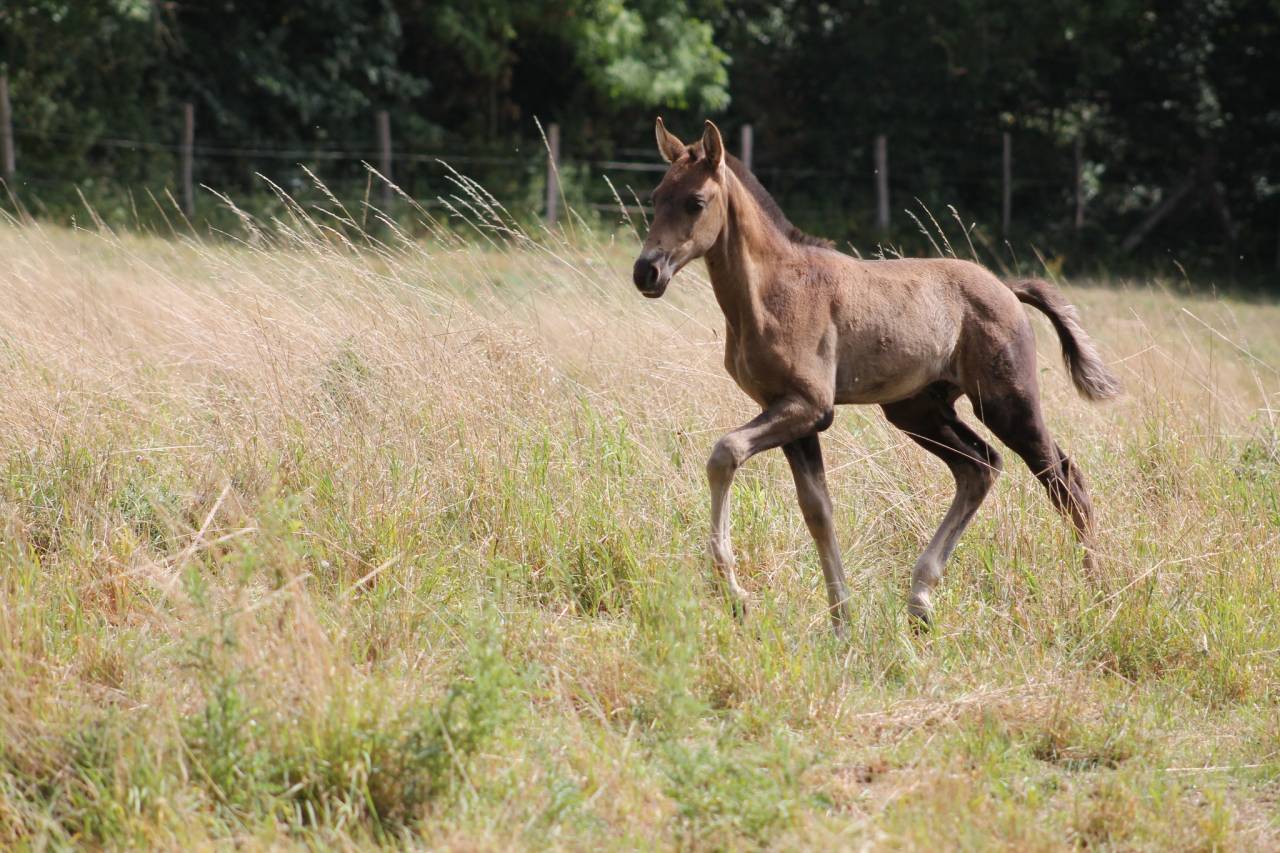 Poulain lusitanien à reserver