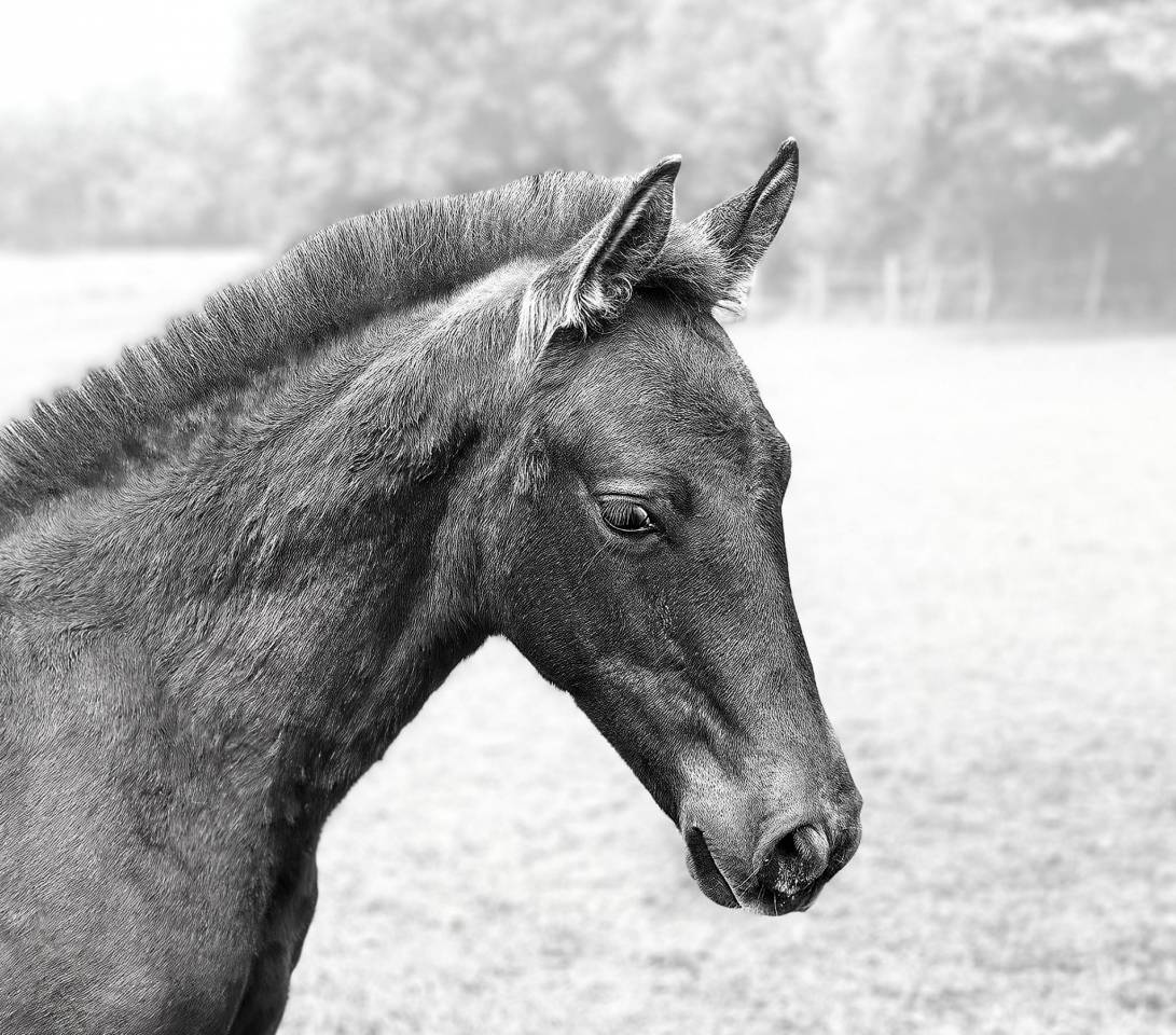Poulain lusitanien à reserver