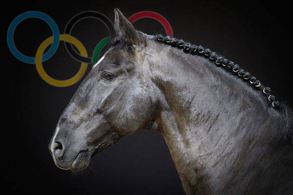 Poulain lusitanien à reserver