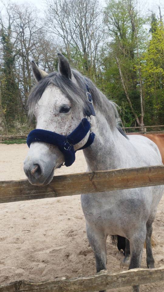 Ponette d assurance vie et top en concours 