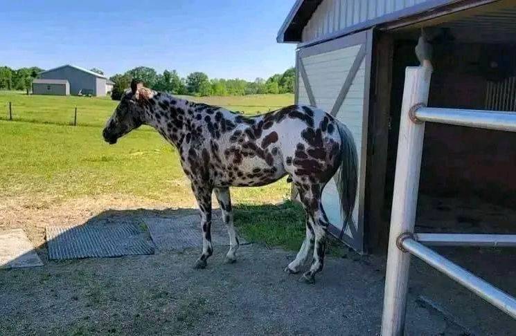 Hongre Appaloosa de 10 ans, mesurant 1,55 m au garrot.