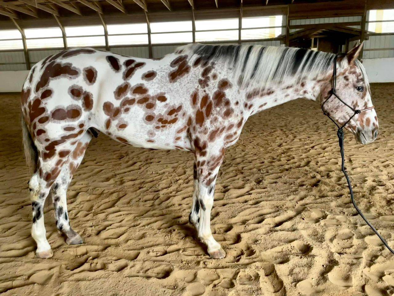 Hongre Appaloosa de 10 ans, mesurant 1,55 m au garrot.