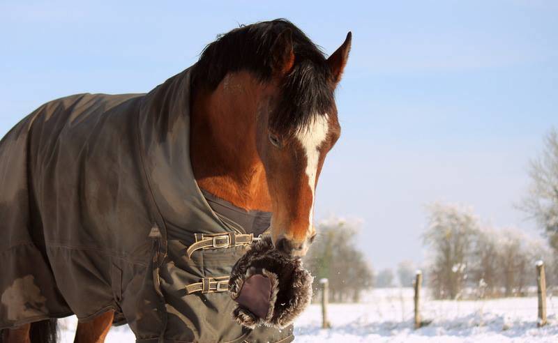 Adorable Hongre PFS de 14 ans 