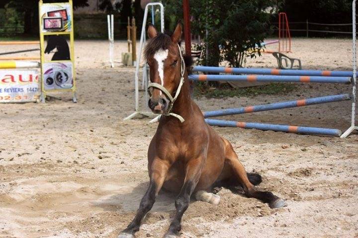 Adorable Hongre PFS de 14 ans 