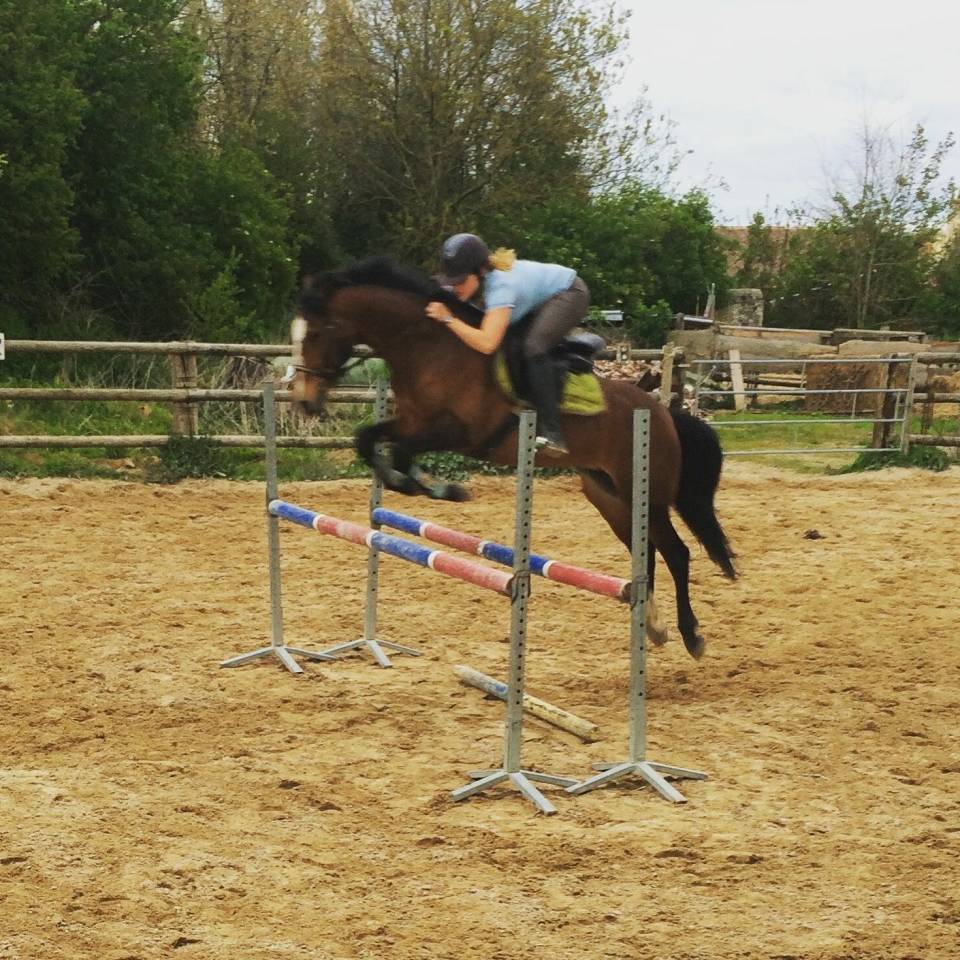 Adorable Hongre PFS de 14 ans 