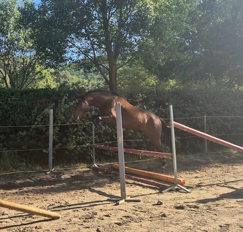 Hongre 4ans Qlassic bois Margot x Qat’sous