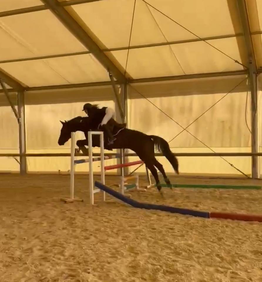 Hongre 4ans Qlassic bois Margot x Qat’sous