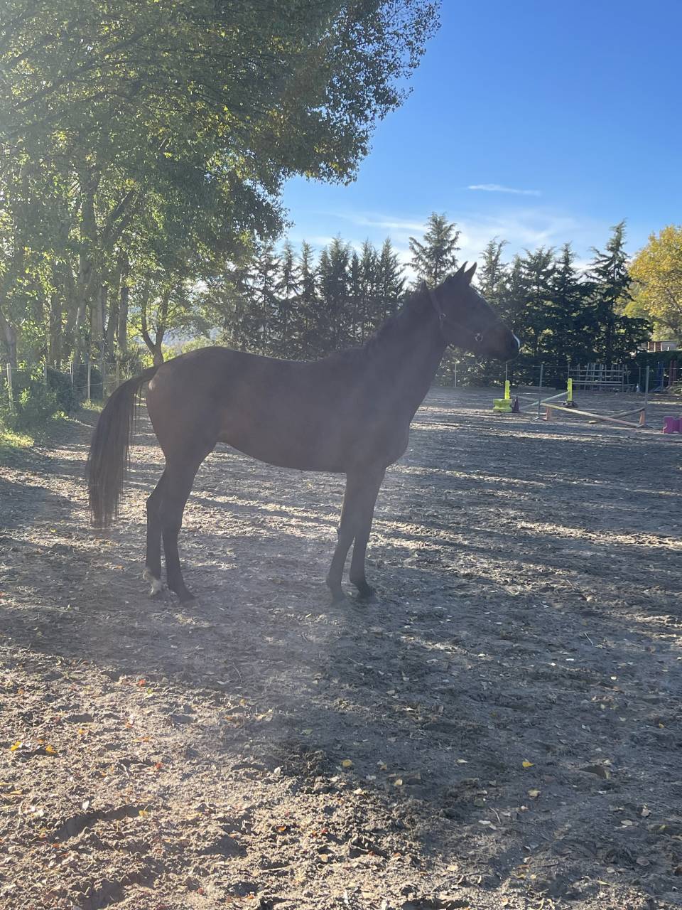 Hongre 4ans Qlassic bois Margot x Qat’sous