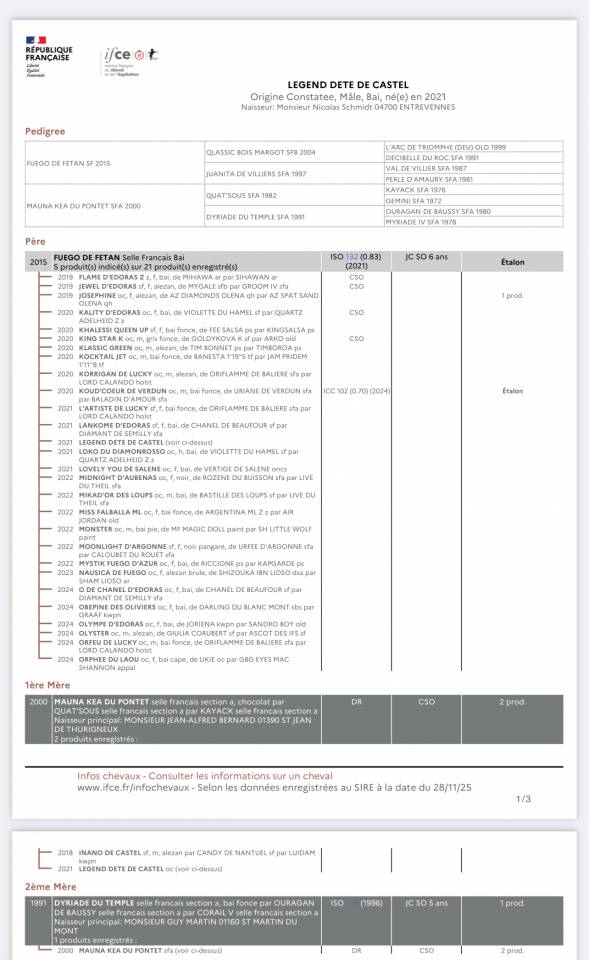 Hongre 4ans Qlassic bois Margot x Qat’sous