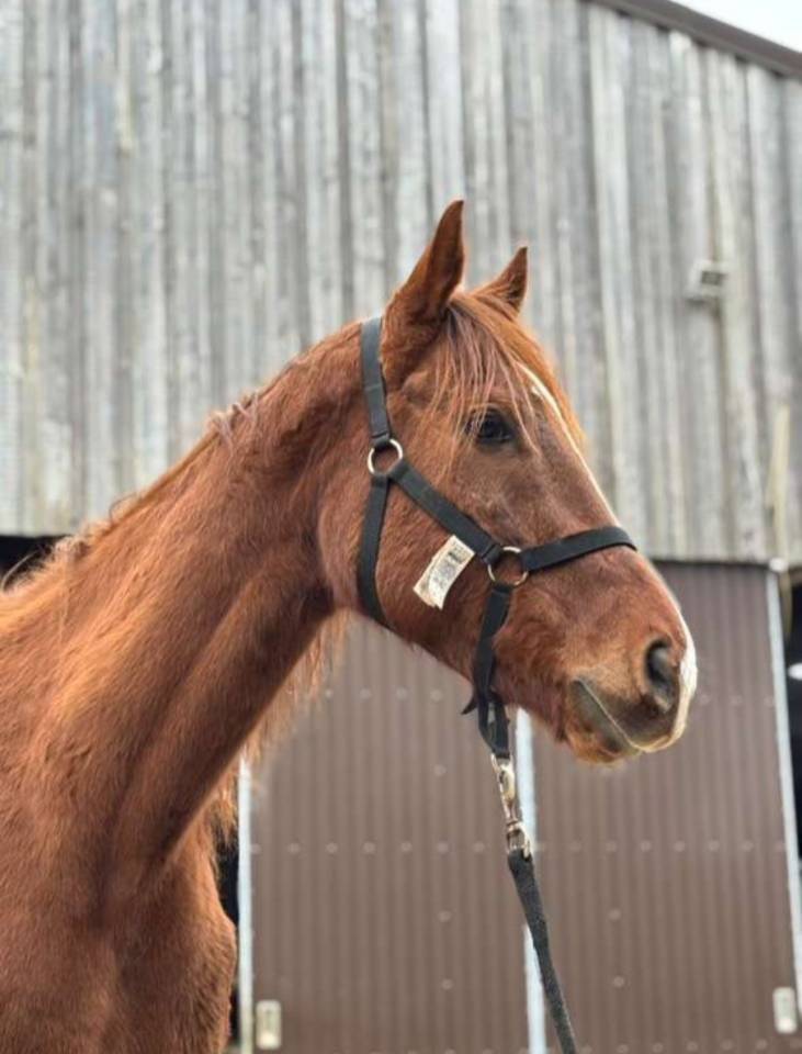 HONGRE PUR SANG - ALEZAN