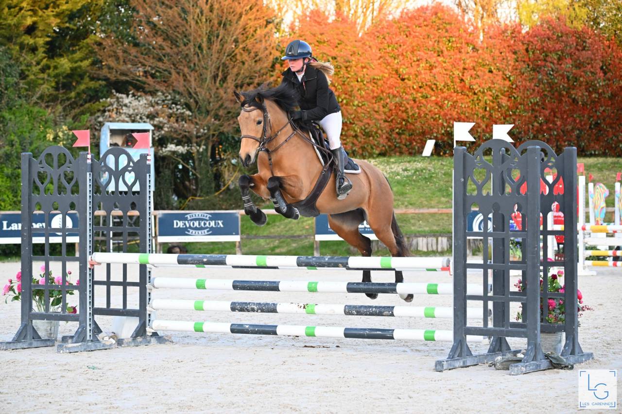 Poneys à vendre - du jeune prometteur au poney confirmé