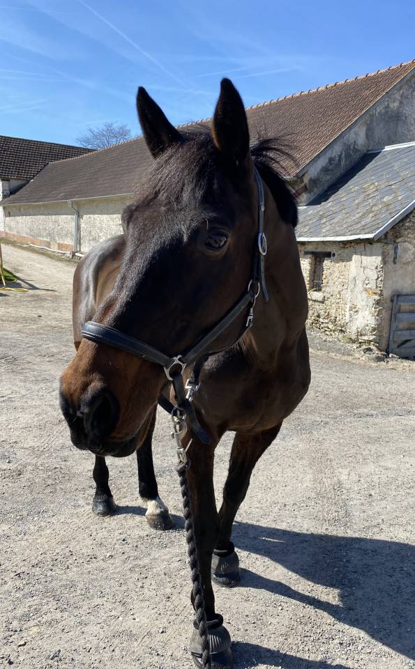 Cheval de 18 ans en demi-pension  
