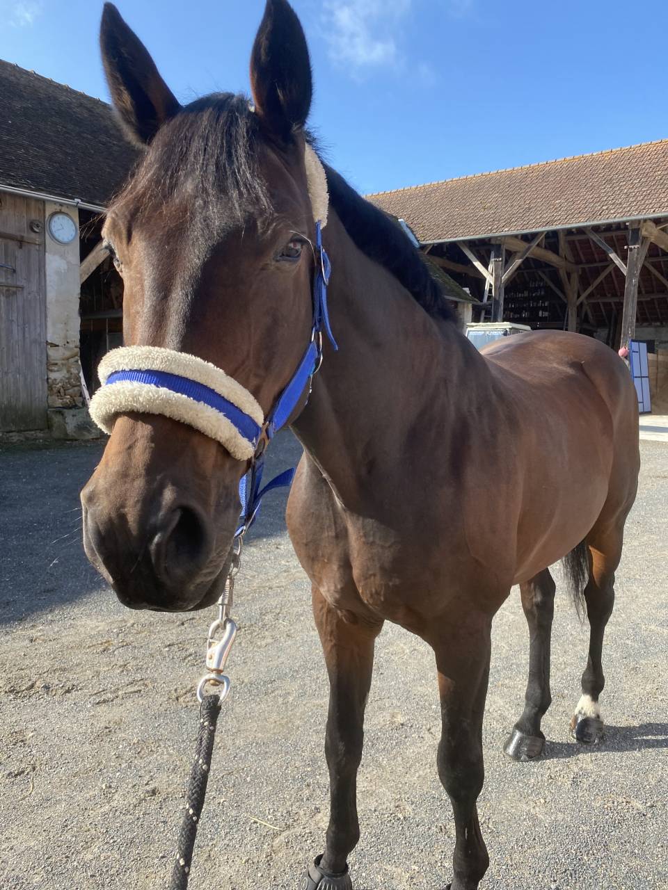 Cheval de 18 ans en demi-pension  