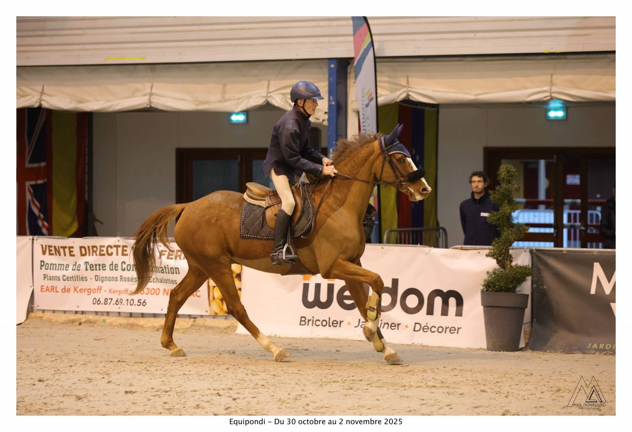 Selle Français Hongre 7 ans TOP concours