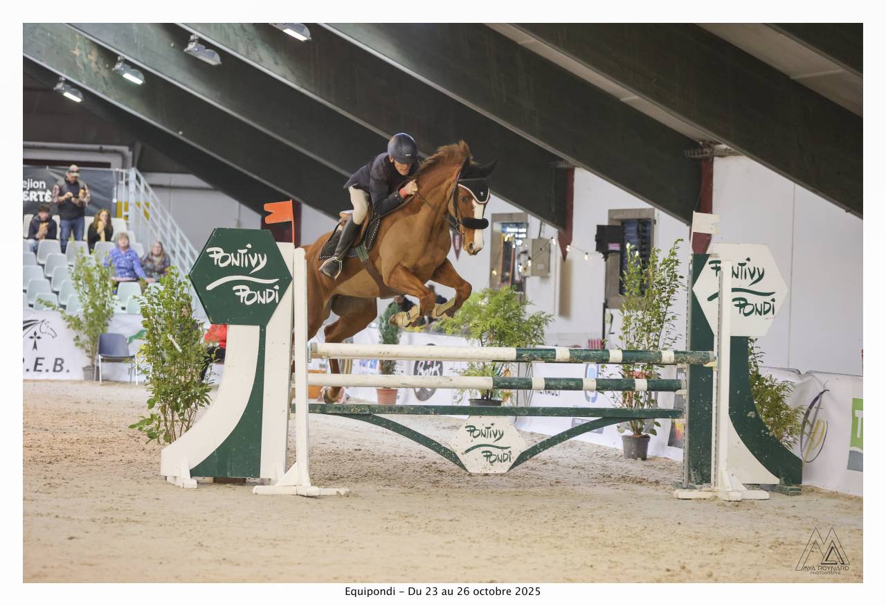 Selle Français Hongre 7 ans TOP concours