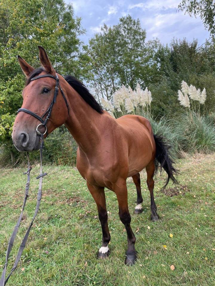 Hongre de 6 ans SF CC5 ans