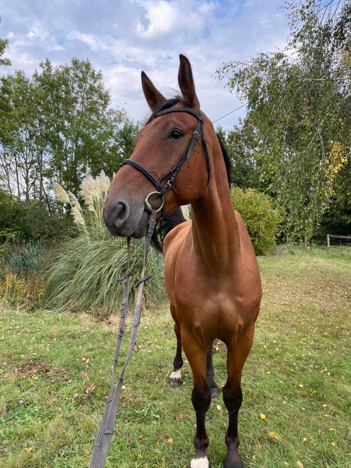 Hongre de 6 ans SF CC5 ans