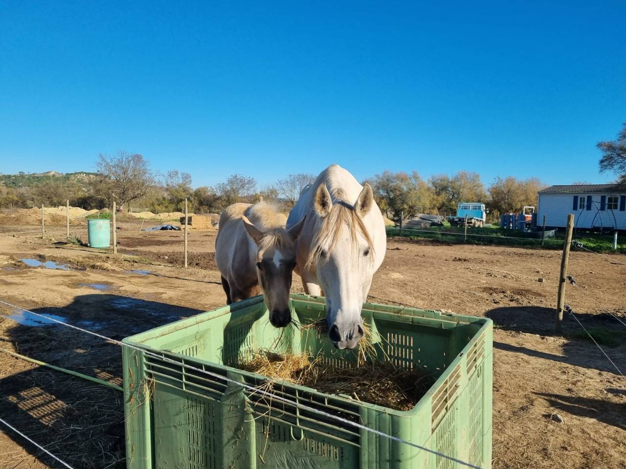 ONC type ibérique, 13ans 