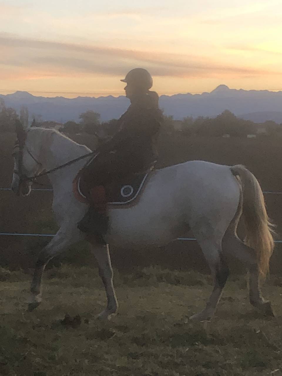 ONC type ibérique, 13ans 