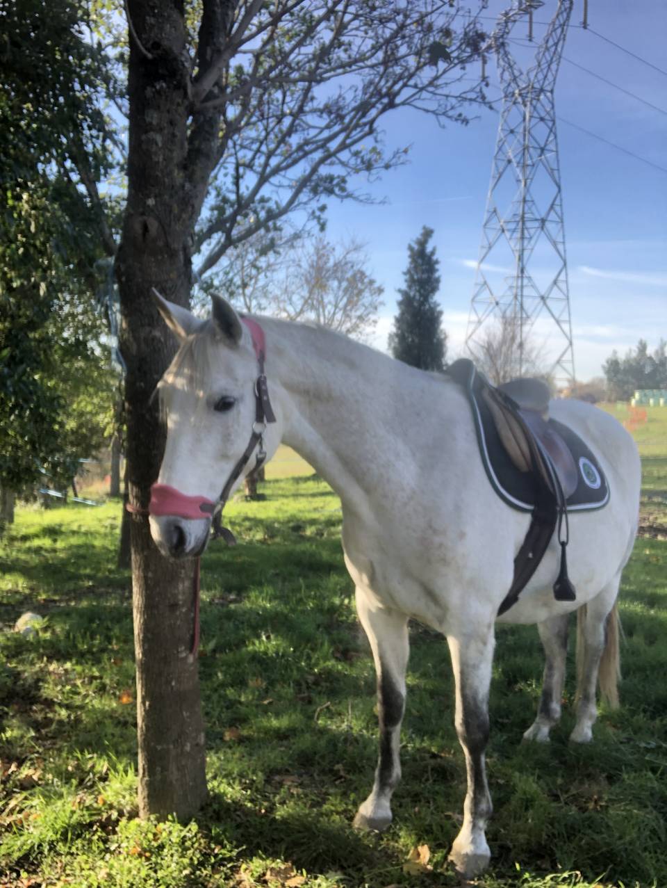 ONC type ibérique, 13ans 