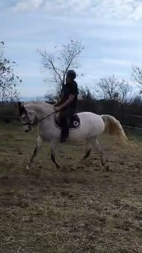 ONC type ib&eacute;rique, 13ans 