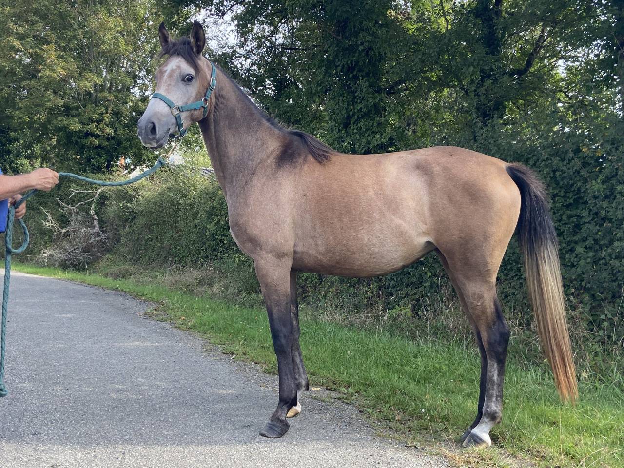 Pouliche Anglo Arabe 4 ans, 93% de PS Arabe