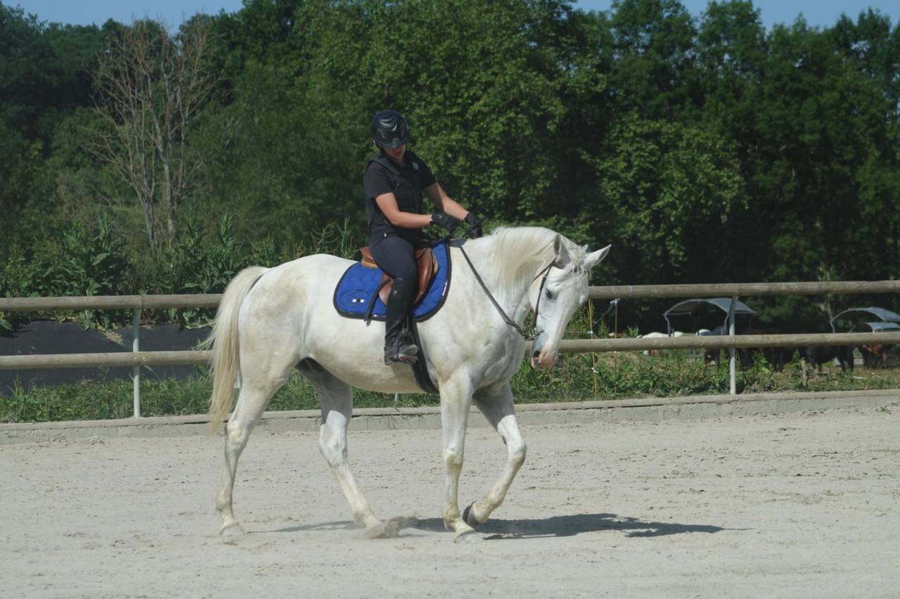 Vend hongre Hermès du Ninet