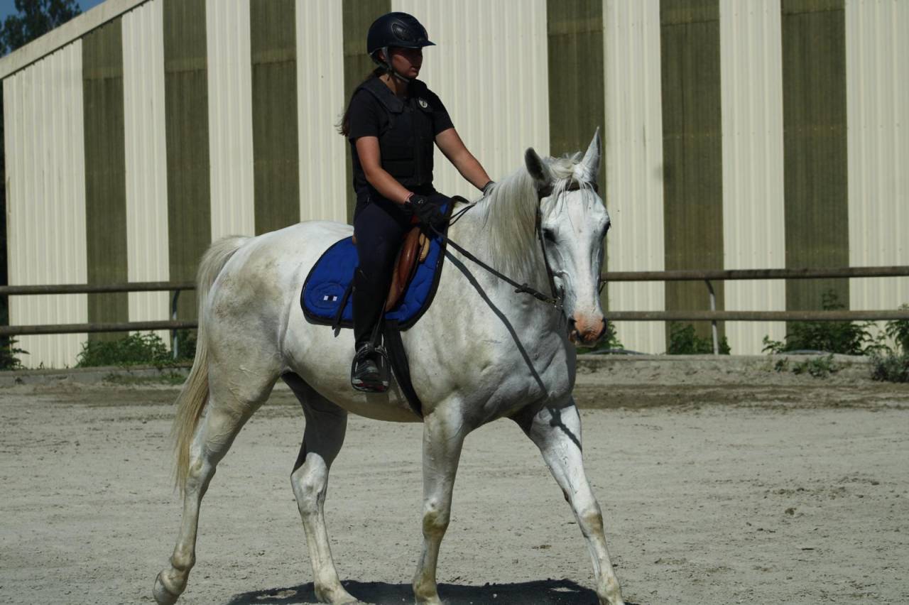 Vend hongre Hermès du Ninet