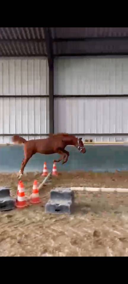 POULICHE SFA TRES CHIC