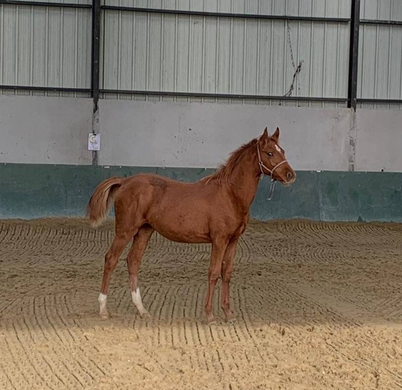 POULICHE SFA TRES CHIC