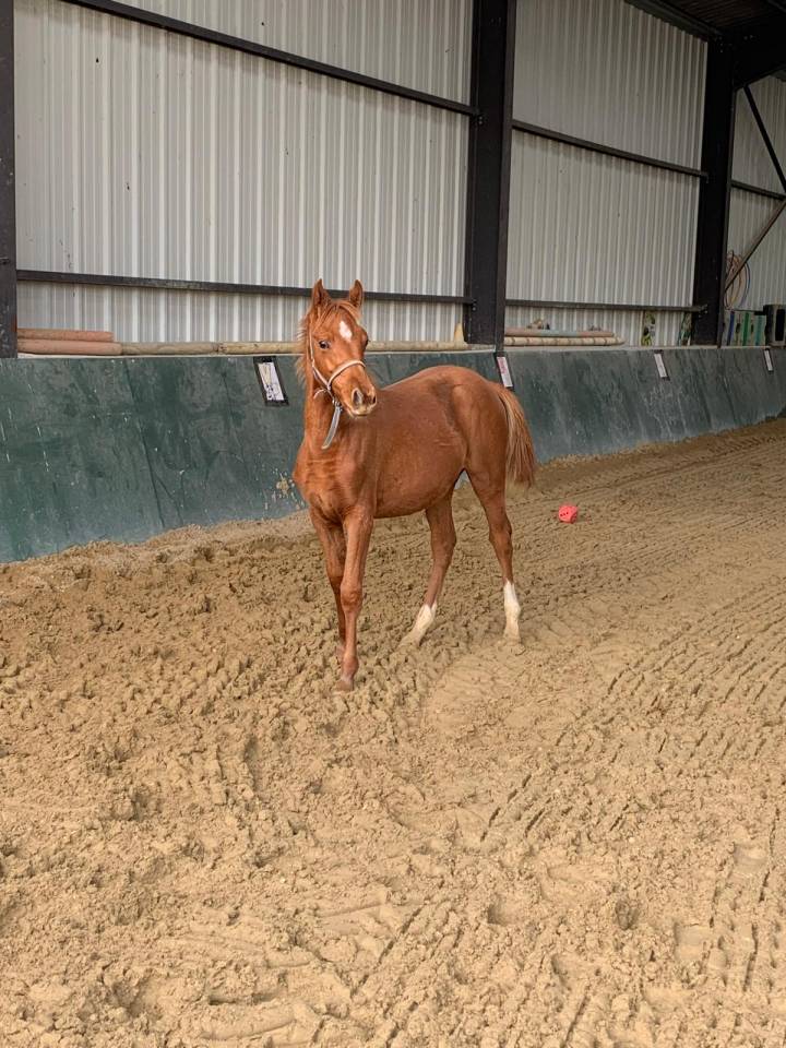 POULICHE SFA TRES CHIC