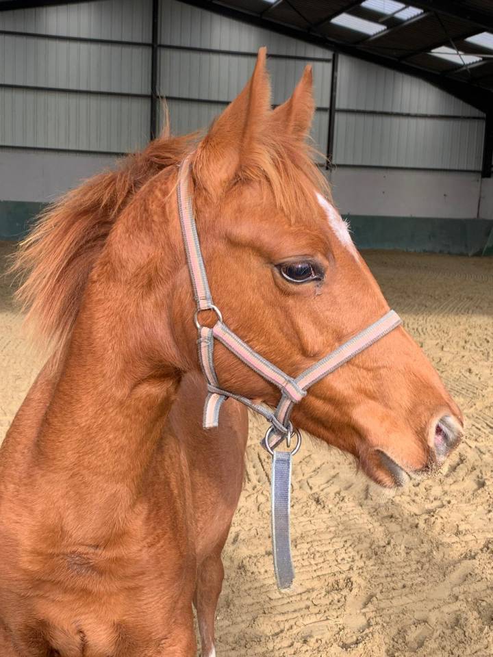 POULICHE SFA TRES CHIC