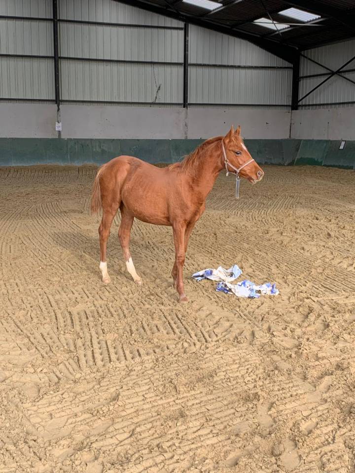 POULICHE SFA TRES CHIC