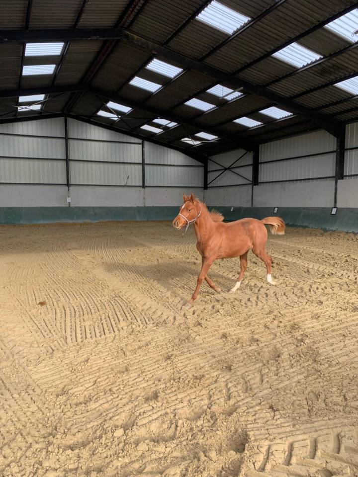 POULICHE SFA TRES CHIC